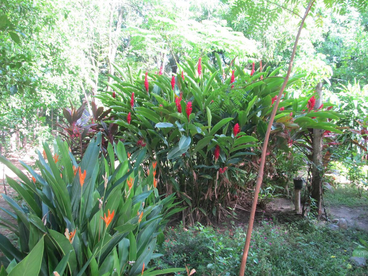 Backpackers And Travellers Hostel Neiva  Extérieur photo